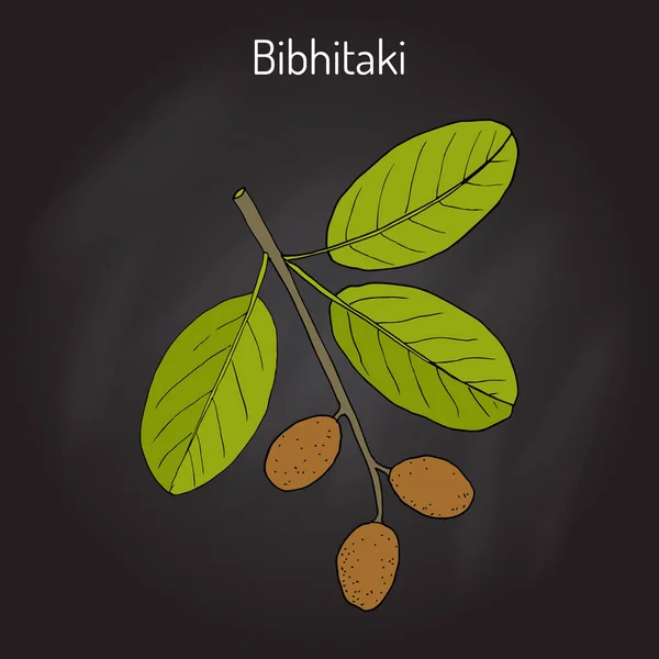 Bahera, veya bibhitaki, beleric veya piç özgü Terminalia bellirica, şifalı bitki — Stok Vektör