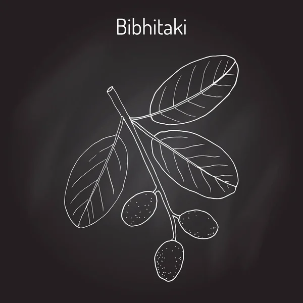 Bahera, ή bibhitaki, beleric ή bellirica Terminalia κάθαρμα είναι, φαρμακευτικό φυτό — Διανυσματικό Αρχείο