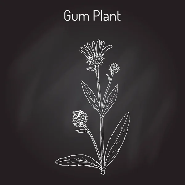 Sakız bitki Grindelia squarrosa, şifalı bitki — Stok Vektör
