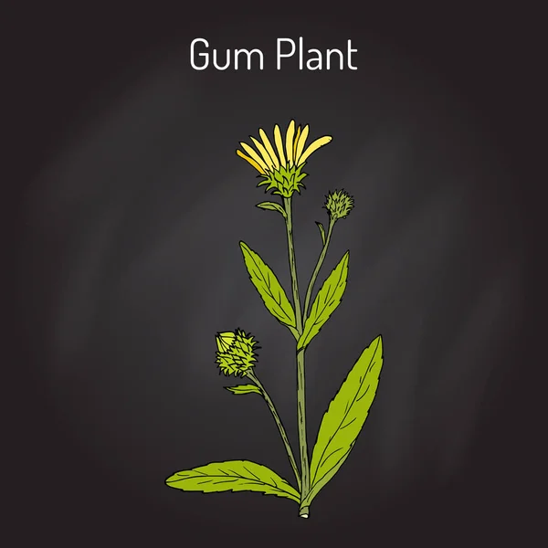 Sakız bitki Grindelia squarrosa, şifalı bitki — Stok Vektör