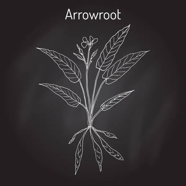Arrow-root des Antilles Maranta arundinacea, ou plante d'obéissance, araru, arararao — Image vectorielle