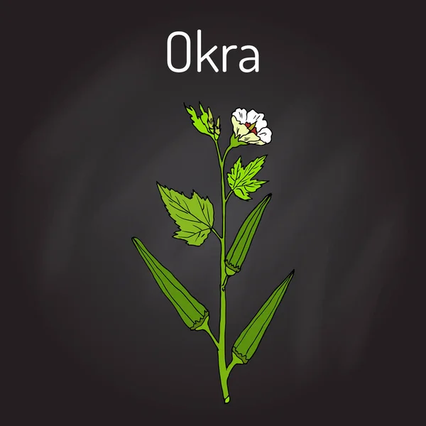 Okra Abelmoschus esculentus, o Lady Finger Plant . — Vector de stock