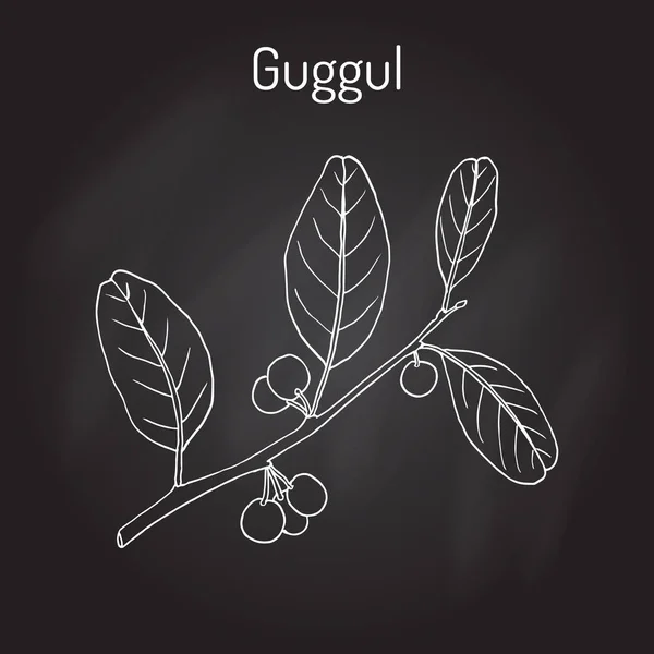 Migliore pianta ayurvedica guggul Commiphora wightii, o albero indiano di bdellio, albero di mirra Mukul — Vettoriale Stock