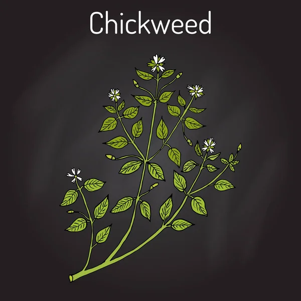 Chickweed Stellaria medya veya chickenwort, craches, maruns, winterweed - tıbbi, mutfak ve bal bitki — Stok Vektör