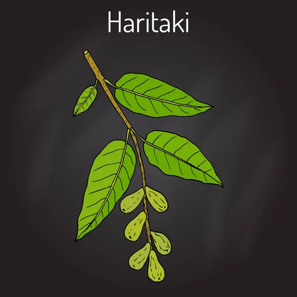 Haritaki Terminalia chebula, ή μαύρο, ή είναι chebulic, Αγιουρβέδα φυτών — Διανυσματικό Αρχείο