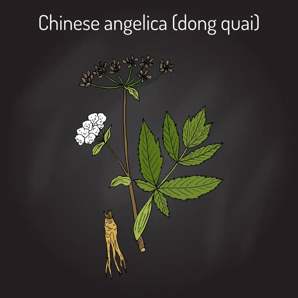 Angelica sinensis, ou dong quai, ou ginseng fêmea - erva medicinal — Vetor de Stock