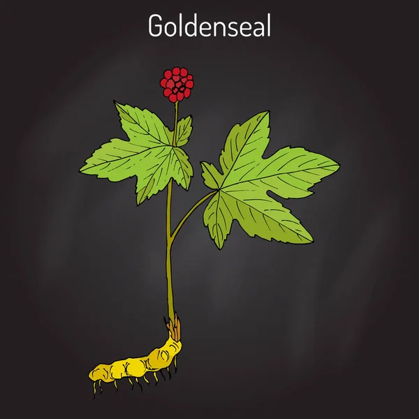 Goldenseal Hydrastis canadensis, şifalı bitki — Stok Vektör