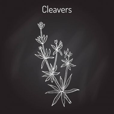 Cleavers Galium aparine veya goosegrass, catchweed, stickyweed, şifalı bitki