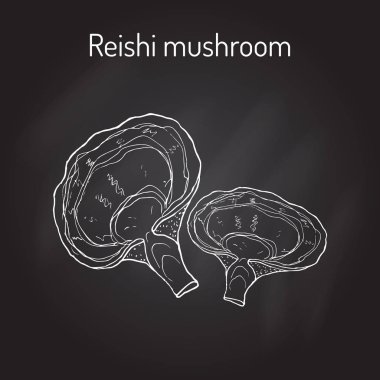 Reishi mantarı Ganoderma lucidum, süper yiyecek, tıbbi bitki