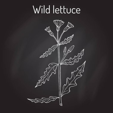 Vahşi veya dikenli marul Lactuca serriola, şifalı bitki