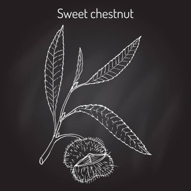 Tatlı kestane Castanea sativa