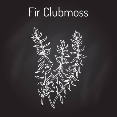 Köknar clubmoss Huperzia serrata, Kuzey firmoss, şifalı bitki