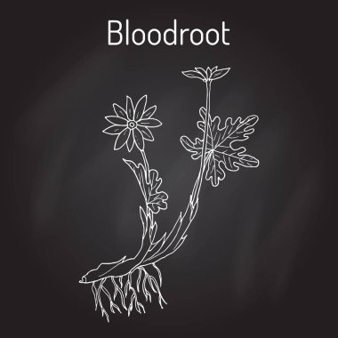 Blood Root Sanguinaria canadensis , medicinal plant clipart