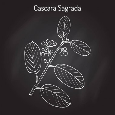 Cascara sagrada Rhamnus purshiana veya Farsça barka, şifalı bitki