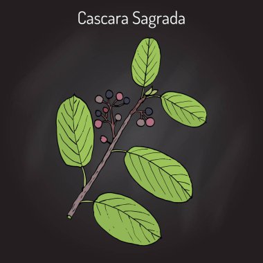 Cascara sagrada Rhamnus purshiana veya Farsça barka, şifalı bitki