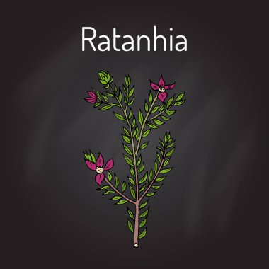 Rhatany Krameria lappacea, şifalı bitki