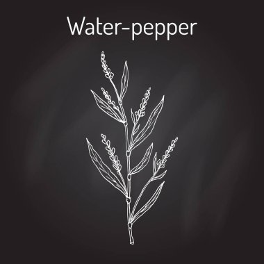 Su biber persicaria hydropiper veya smartweed. knotweed, şifalı bitki