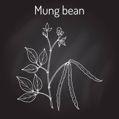 Mung fasulye Vigna radiata yaprakları ve bakla ile