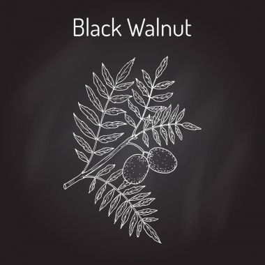 Doğu karaceviz Juglans nigra