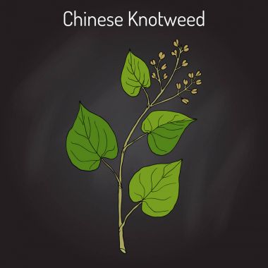 Çince knotweed Polygonum multiflorum, fo-ti, şifalı bitki