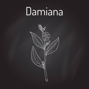 Damiana orta diffusa, şifalı bitki