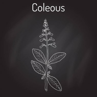Hint coleus Plectranthus barbatus, ya da forskohlii. tıbbi bitki