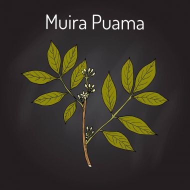 Muira Puama Ptychopetalum olacoides veya kudret ahşap, şifalı bitki