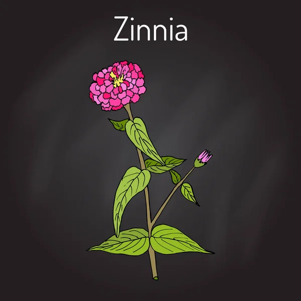 Zinnia elegans, o la juventud y la edad, la planta con flores — Vector de stock