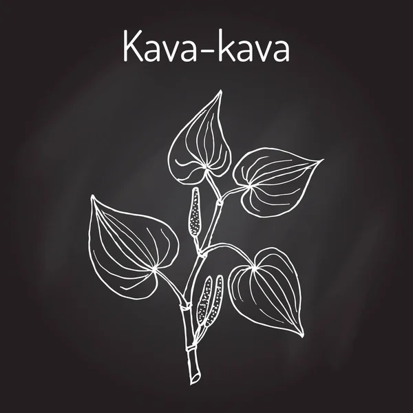 Kava-kava piper methysticum, medicinalväxt — Stock vektor