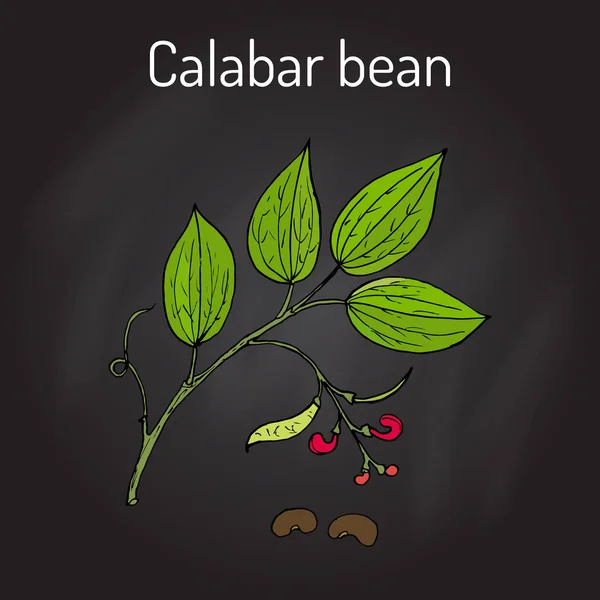 Калабар Бін Physostigma Venenosum, лікарська рослина — стоковий вектор