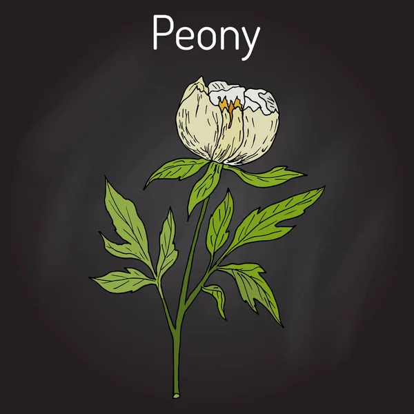 Pivoňka čínská Paeonia lactiflora, léčiva — Stockový vektor