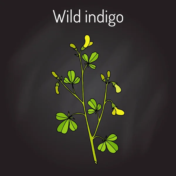 Indigo silvestre Baptisia tinctoria, planta medicinal — Archivo Imágenes Vectoriales