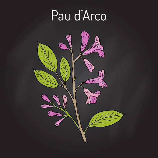 Pau d arco Tabebuia impetiginosa, eller trumpet träd, medicinalväxt — Stock vektor