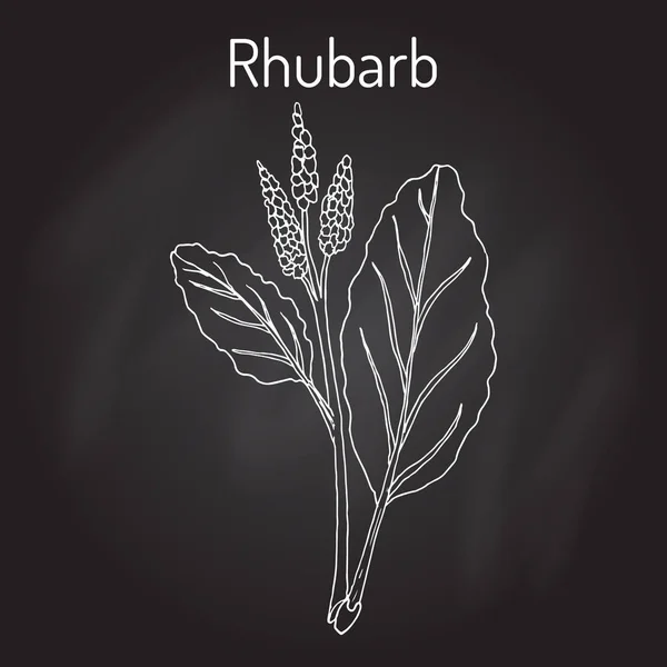 大黄大黄 rhabarbarum，烹饪和药用植物. — 图库矢量图片