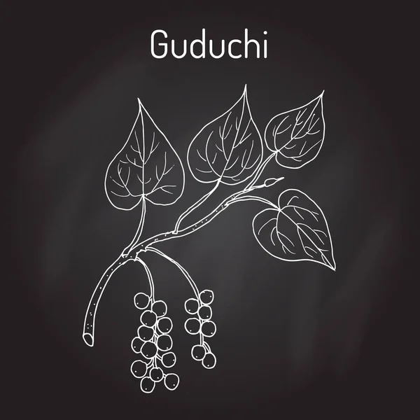 Guduchi 青牛草，阿育吠陀药用植物 — 图库矢量图片