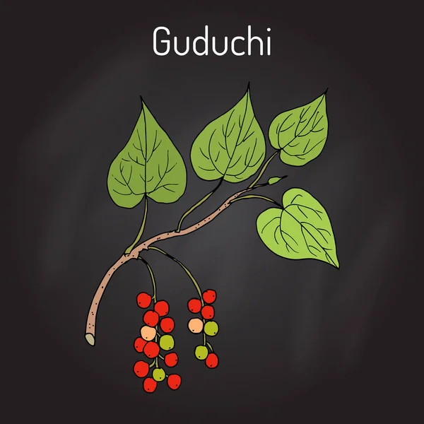 Guduchi Tinospora cordifolia, planta medicinal ayurvédica — Vetor de Stock