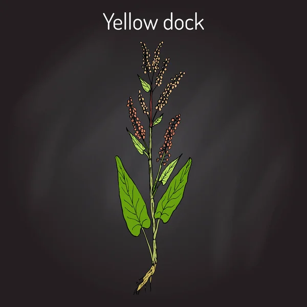 Quai jaune Rumex confertus, ou parell, plante médicinale de patience — Image vectorielle