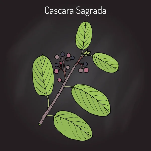 Cascara sagrada Rhamnus purshiana eller Persiska bark, medicinalväxt — Stock vektor