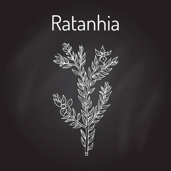 Rhatany Krameria lappacea，药用植物 — 图库矢量图片