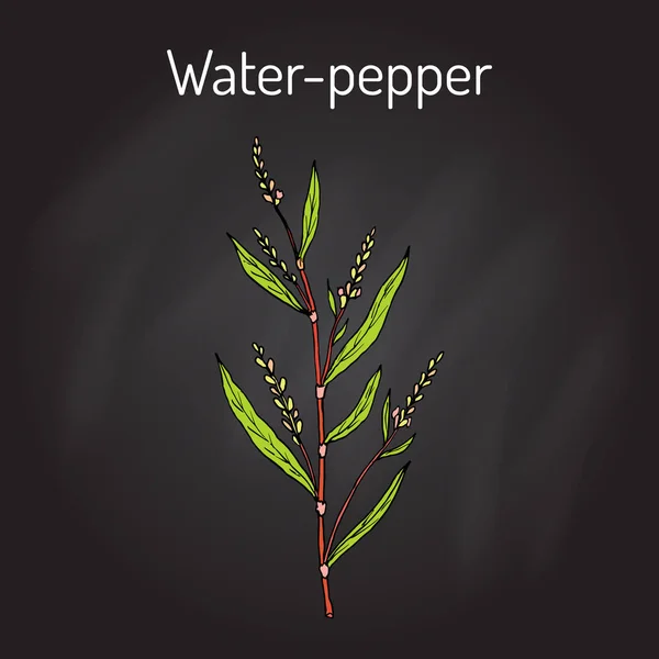 Agua pimienta persicaria hydropiper, o smartweed. knotweed, planta medicinal — Vector de stock