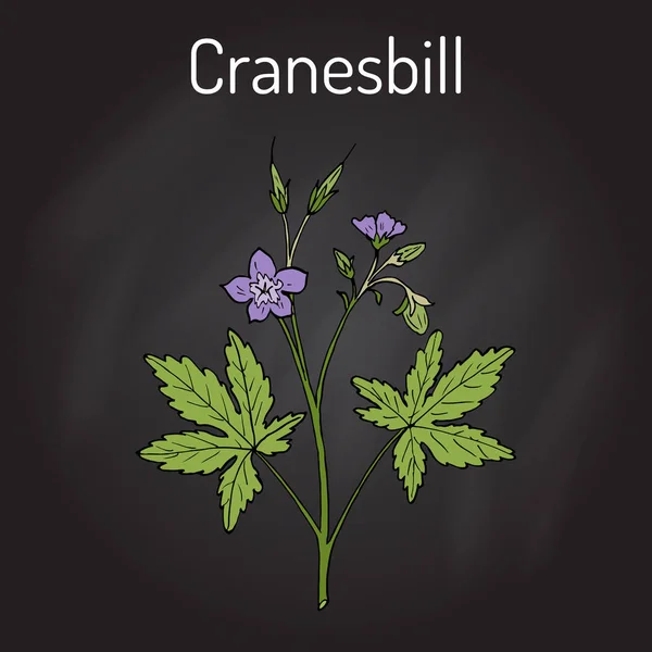 Cranesbill selvagem Geranium maculatum, planta medicinal — Vetor de Stock