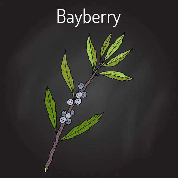 Bayberry Myrica cerifera หรือเทียนขี้ผึ้งใต้, เทียนเบอร์รี่, ไม้พุ่มสูง . — ภาพเวกเตอร์สต็อก