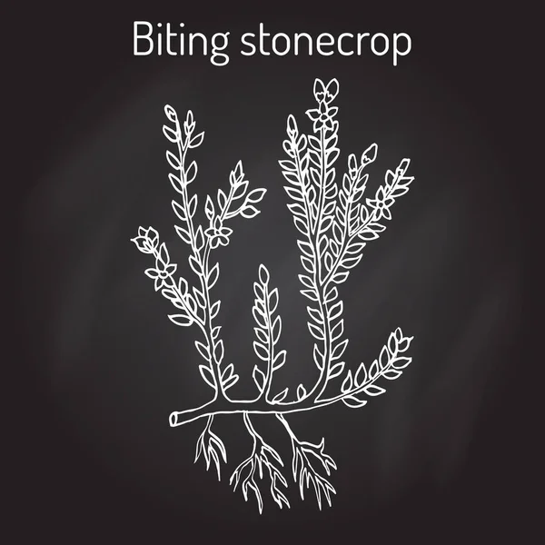 Picadura de piedra Sedum acre, o musgo de oro, planta ornamental y medicinal — Vector de stock