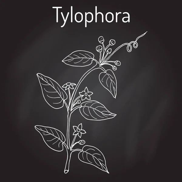 Tylophora asmatica, planta medicinal — Vetor de Stock
