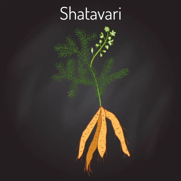 Shatavari Espárragos racemosus, o shatamull, planta medicinal — Vector de stock