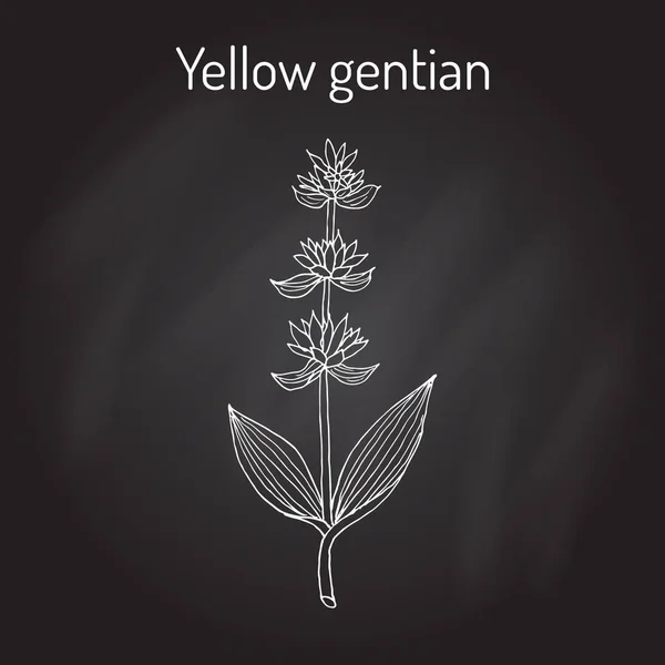 Gentiane jaune Gentiana lutea, plante médicinale . — Image vectorielle