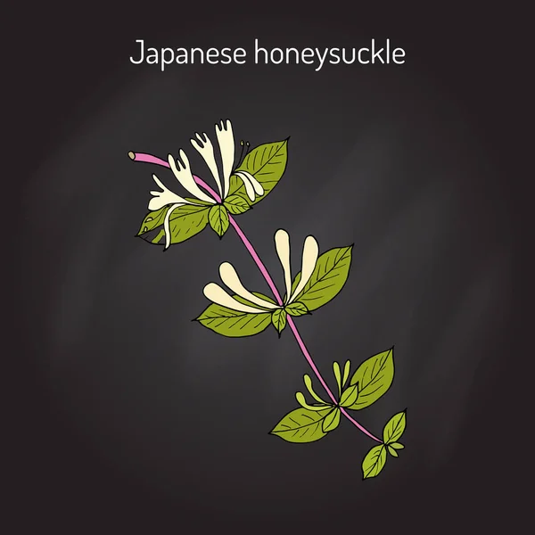 Japonês madressilva Lonicera japonica, planta medicinal . — Vetor de Stock