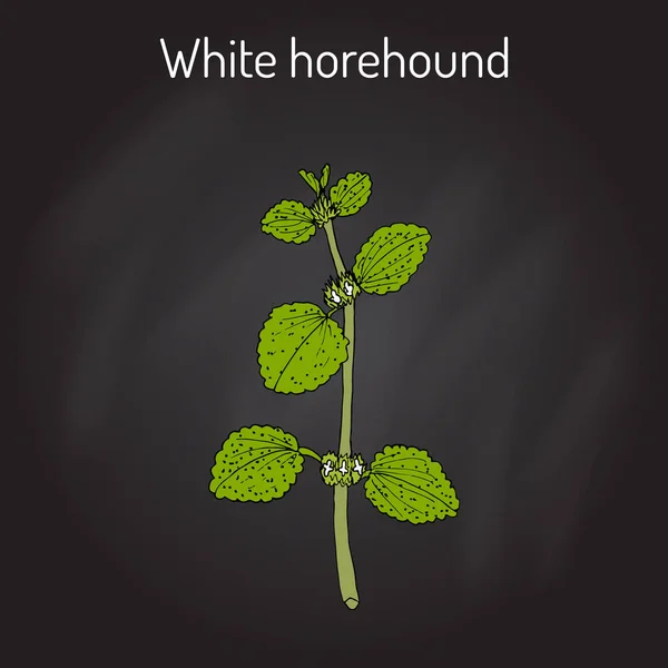 Marrubio vulgar blanco, planta medicinal — Vector de stock