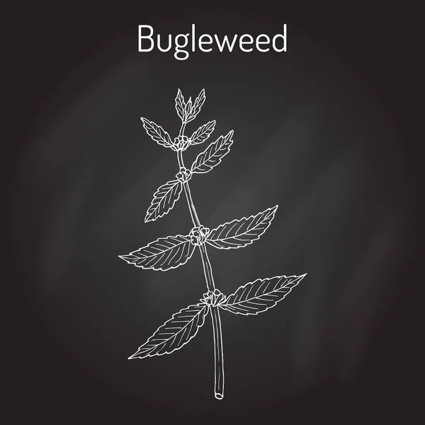 Bugleweed Lycopus europaeus, ou gypsywort, horehound água - planta medicinal —  Vetores de Stock
