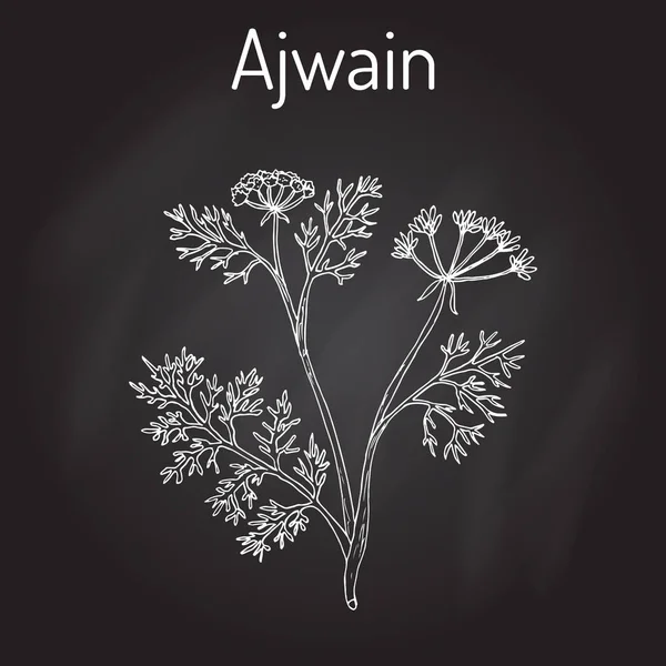 Ajwain trachyspermum ammi, o alcaravea ajowan, hierba de alfil, carambola - hierba de especias — Vector de stock